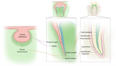 Roles of Dental Mesenchymal Stem Cells in the Management of Immature Necrotic Permanent Teeth